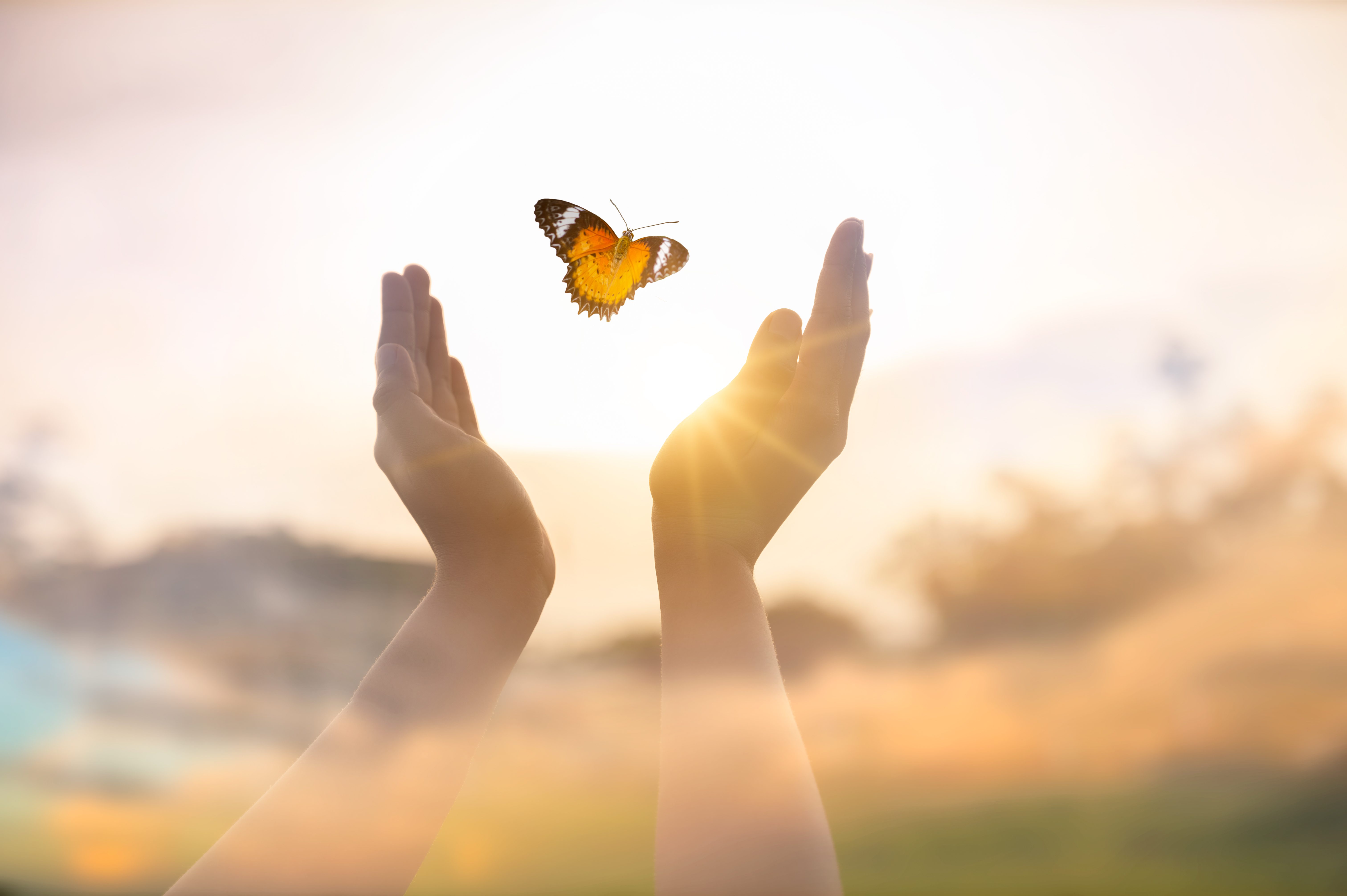 Releasing a butterfly