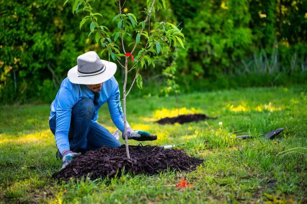 Planting a tree